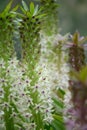 Pineapple flower, Eucomis pole-evansii, pinkish white flowers and buds on spike